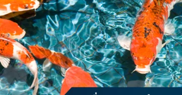 equipment for fish ponds and aquatic animal farms