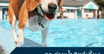 Pet pool 01