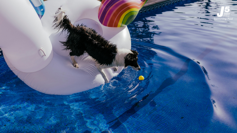 สระว่ายน้ำสัตว์เลี้ยง ทางเลือกใหม่ของคนรักหมาแมว 1 Pet pool 05