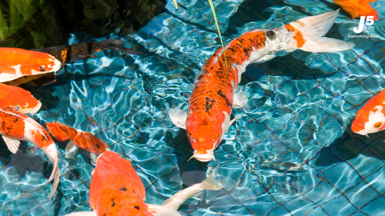 fish pond aquatic equipment 2