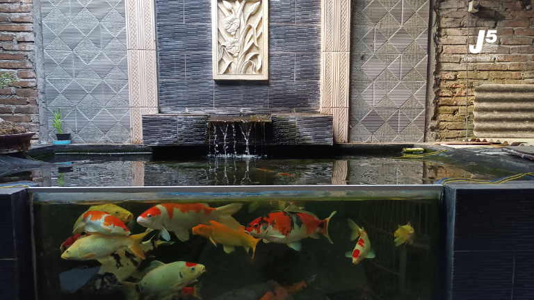 best fish to keep 01