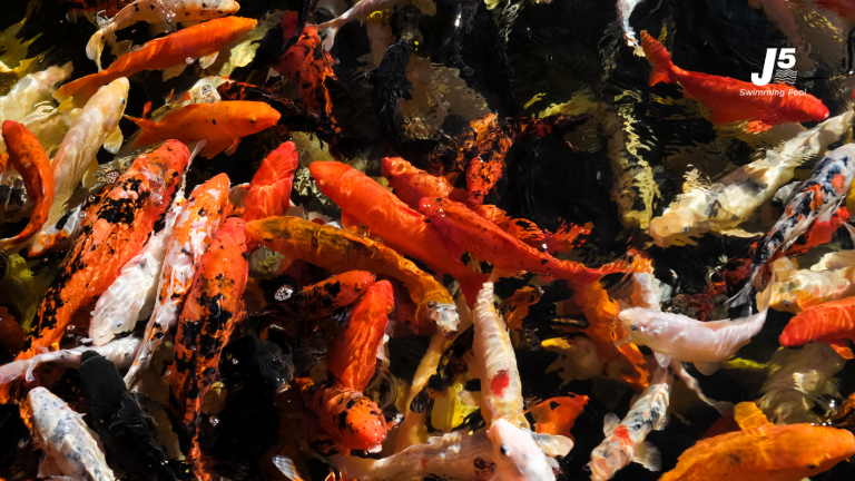 best fish to keep 02