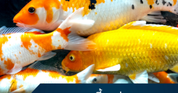 best fish to keep cover