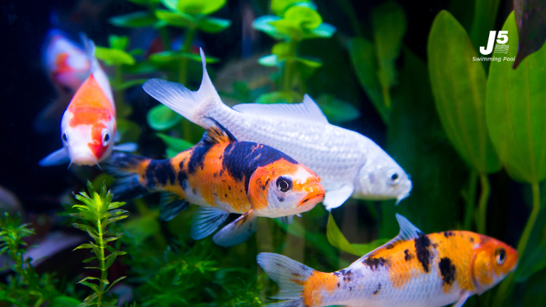 pond-filter-system-guide-01