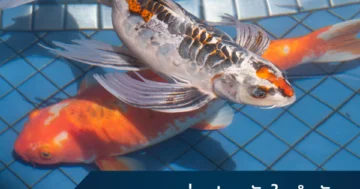 pond-filter-system-guide-Cover-01