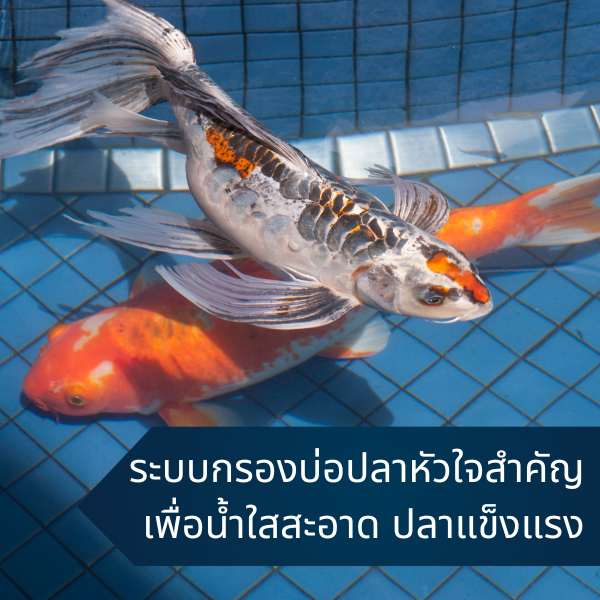 pond-filter-system-guide-Cover-01