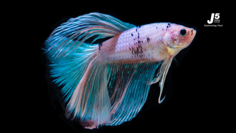 raise betta fish guide 01