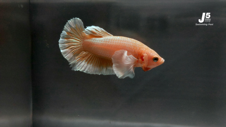 raise betta fish guide 02