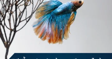 raise betta fish guide 2