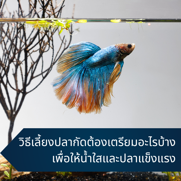 raise betta fish guide 2